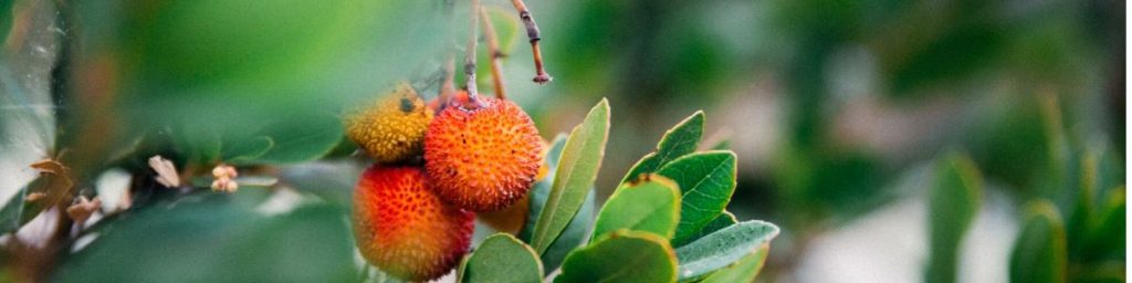 website_banner_pagina_topo_1200x300_medronho_jpeg